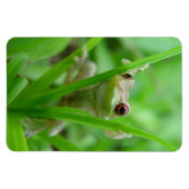 Tree Frog holding op Flexi Magnet Magneet (Horizontaal)