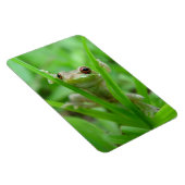 Tree Frog holding op Flexi Magnet Magneet (Rechterzijde)