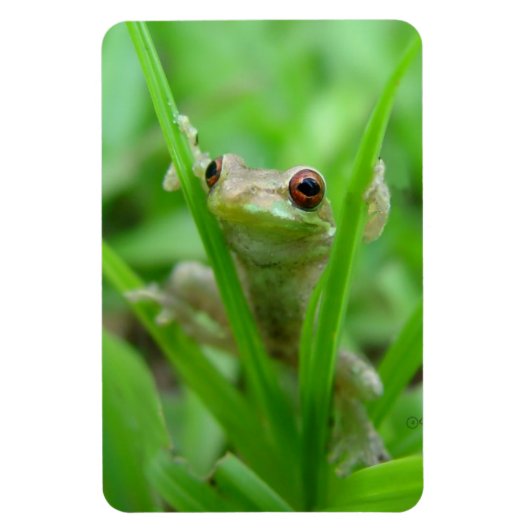 Tree Frog holding op Flexi Magnet Magneet (Verticaal)