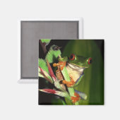 Tree Frog magneet (Voorkant / Achterkant)