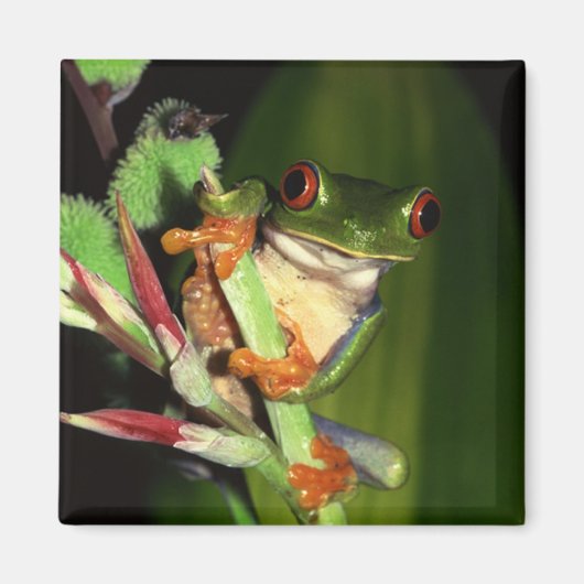 Tree Frog magneet (Voorkant)