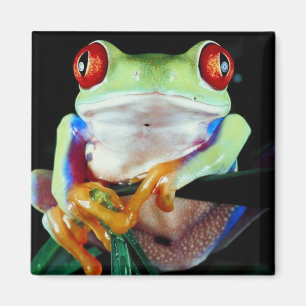 Tree Frog Magneet