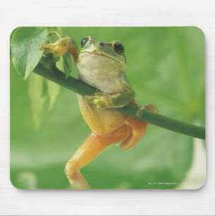 Tree Frog Muismat