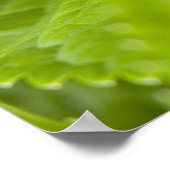 Tree Frog Poster (Hoek)