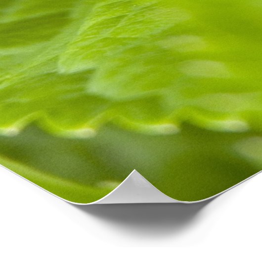 Tree Frog Poster (Hoek)