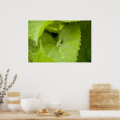 Tree Frog Poster (Keuken)