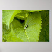 Tree Frog Poster (Voorkant)