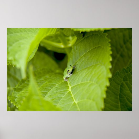 Tree Frog Poster (Voorkant)