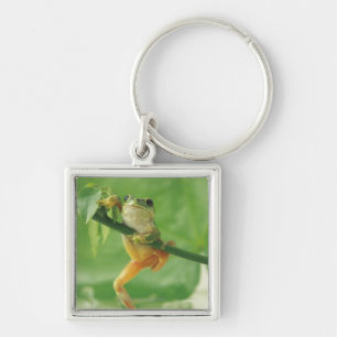 Tree Frog Sleutelhanger