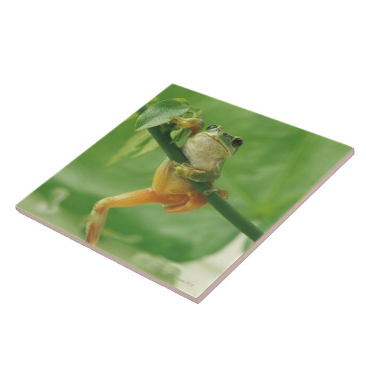 Tree Frog Tegeltje (Zijkant)