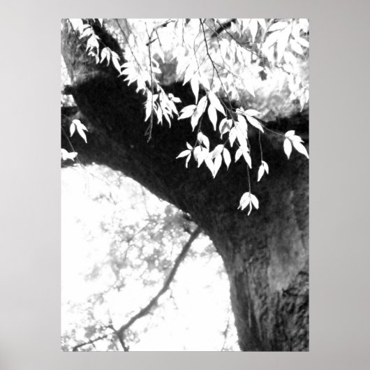 Tree l Still Nature l Photography Poster (Voorkant)
