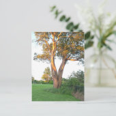 Tree Nymph Briefkaart (Staand voorkant)