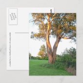 Tree Nymph Briefkaart (Voorkant / Achterkant)
