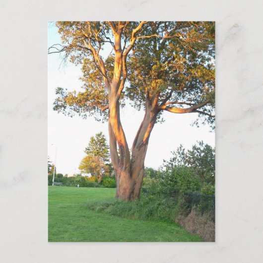 Tree Nymph Briefkaart (Voorkant)