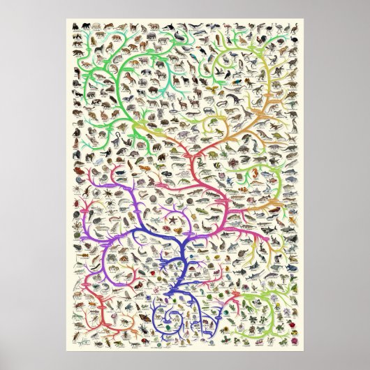 Tree of Life Darwinian Theory of Evolution Poster (Voorkant)