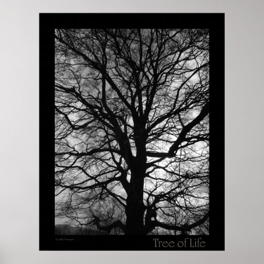 Tree of Life Poster (Voorkant)