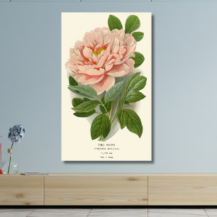Tree Peony – Elegant  Botanisch Ontwerp Canvas Afdruk