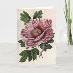 Tree Peony  Note Kaart