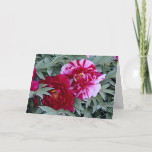 Tree Peony "Shimi Nishiki" Kaart