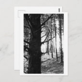 Tree Photography - Druantia Briefkaart (Voorkant / Achterkant)