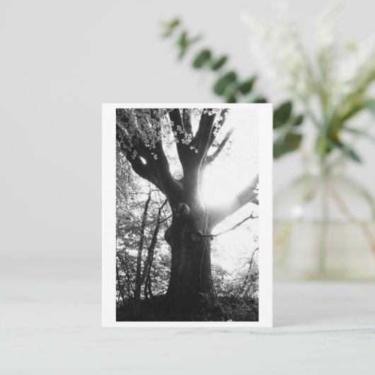 Tree Photography - Elanie Briefkaart (Staand voorkant)