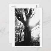Tree Photography - Elanie Briefkaart (Voorkant / Achterkant)