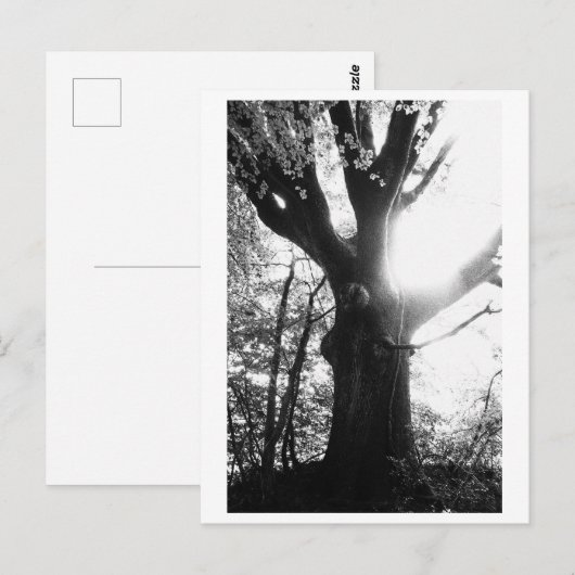 Tree Photography - Elanie Briefkaart (Voorkant / Achterkant)