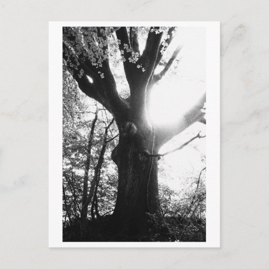 Tree Photography - Elanie Briefkaart (Voorkant)