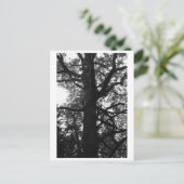 Tree Photography - Feronia Postcard Briefkaart (Staand voorkant)