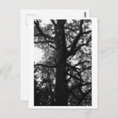 Tree Photography - Feronia Postcard Briefkaart (Voorkant / Achterkant)