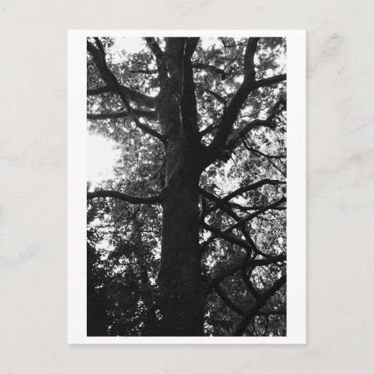 Tree Photography - Feronia Postcard Briefkaart (Voorkant)