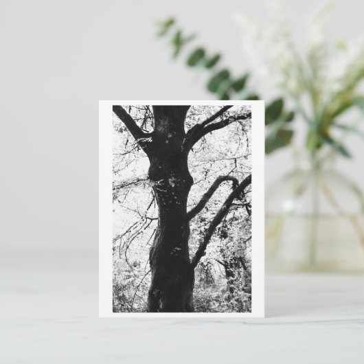 Tree Photography - Ilana Briefkaart (Staand voorkant)