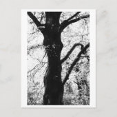 Tree Photography - Ilana Briefkaart (Voorkant)