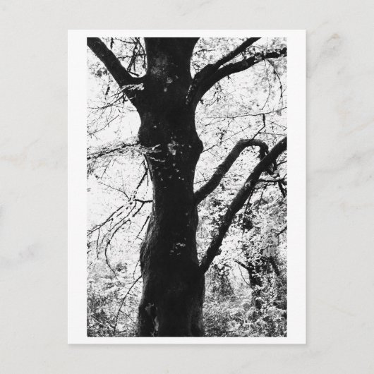 Tree Photography - Ilana Briefkaart (Voorkant)
