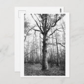 Tree Photography - Keith Briefkaart (Voorkant / Achterkant)