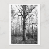 Tree Photography - Keith Briefkaart (Voorkant)