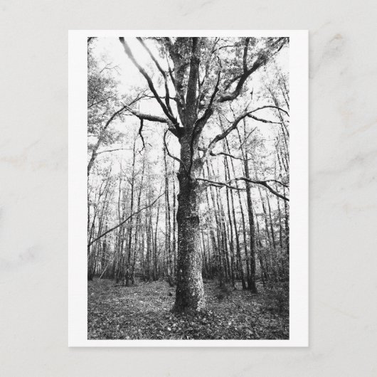 Tree Photography - Keith Briefkaart (Voorkant)