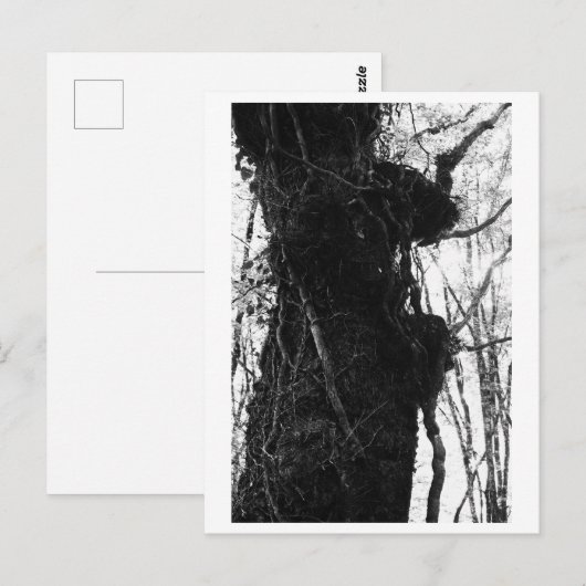 Tree Photography - Moriko Briefkaart (Voorkant / Achterkant)