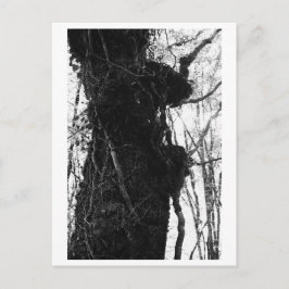 Tree Photography - Moriko Briefkaart