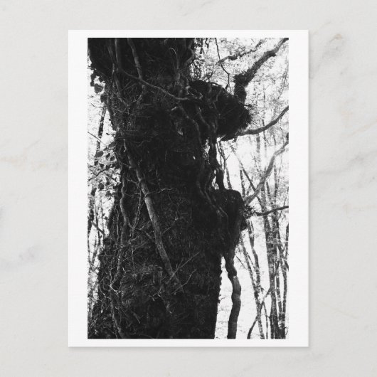 Tree Photography - Moriko Briefkaart (Voorkant)