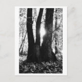 Tree photography - Oriana Briefkaart (Voorkant)