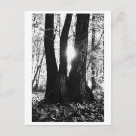 Tree photography - Oriana Briefkaart