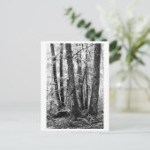 Tree Photography - Sylva Briefkaart (Staand voorkant)