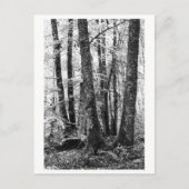 Tree Photography - Sylva Briefkaart (Voorkant)