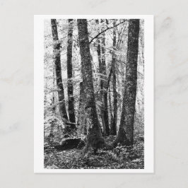 Tree Photography - Sylva Briefkaart