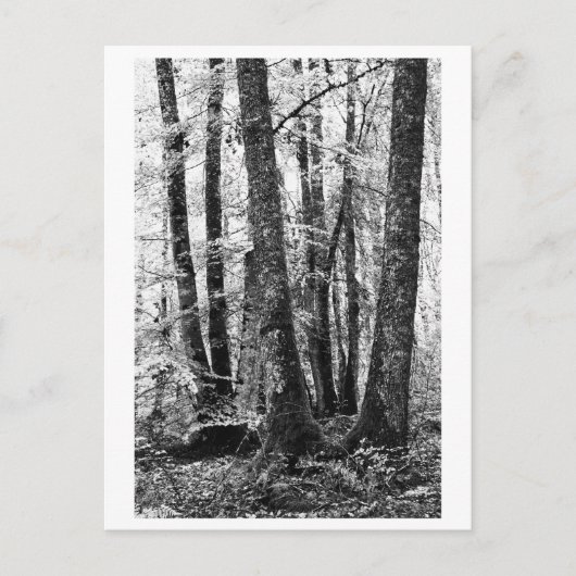 Tree Photography - Sylva Briefkaart (Voorkant)