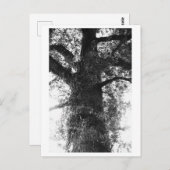 Tree Photography - Treow Briefkaart (Voorkant / Achterkant)