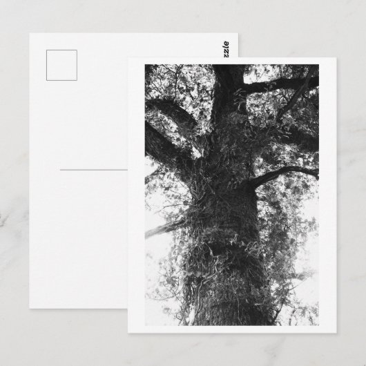 Tree Photography - Treow Briefkaart (Voorkant / Achterkant)