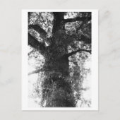 Tree Photography - Treow Briefkaart (Voorkant)