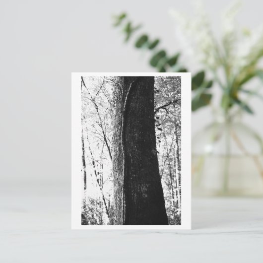 Tree Photography - Woody Briefkaart (Staand voorkant)